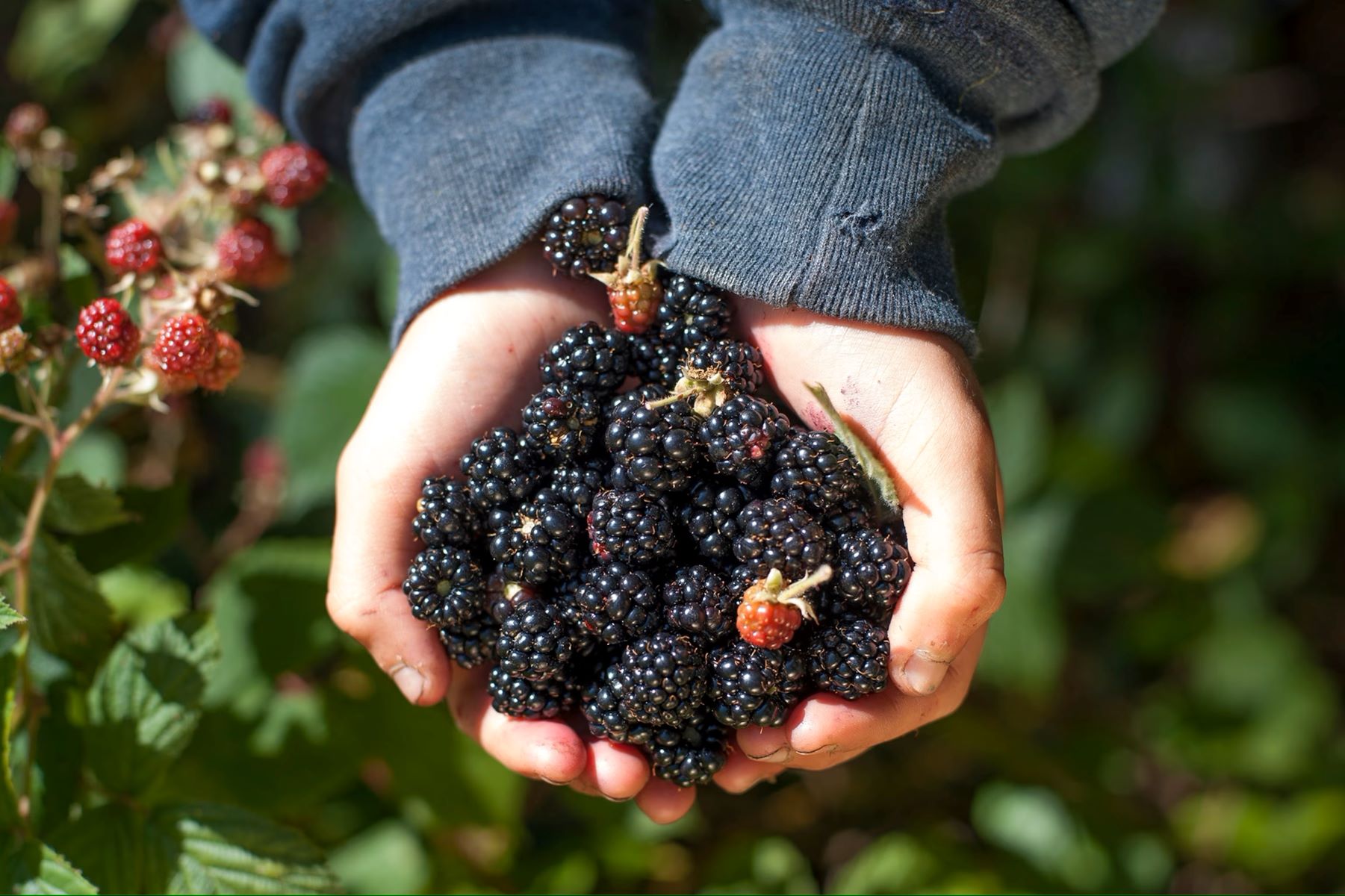 Shocking Truth: Black Berries - Deadly Poison Or Delicious Delight?