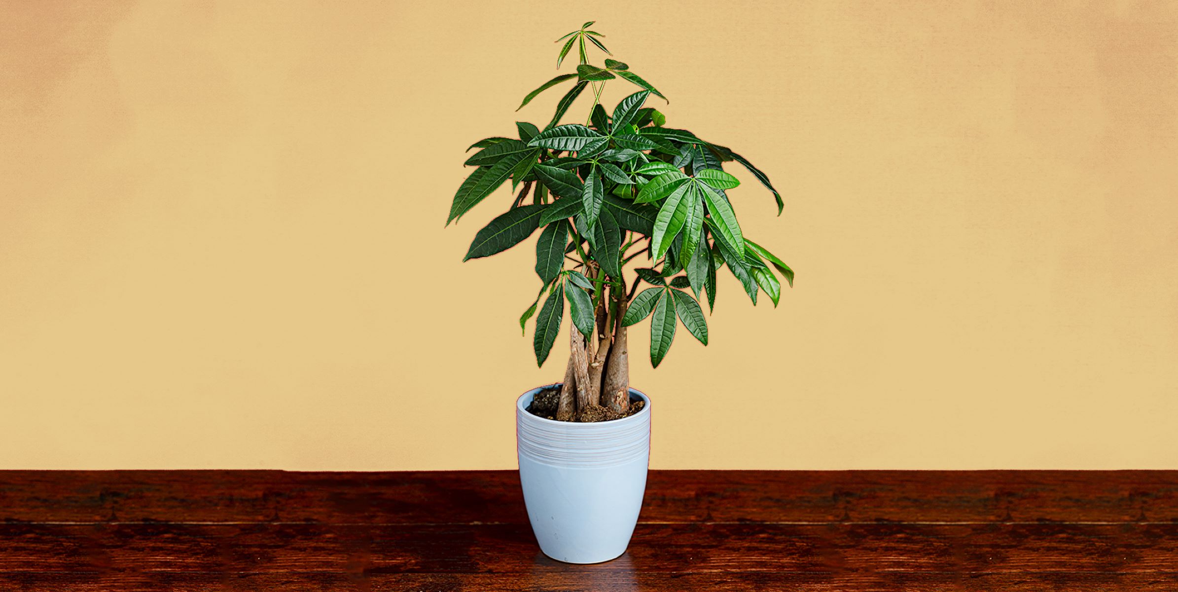 Shocking Truth: Money Tree Plants Pose Serious Threat To Cats