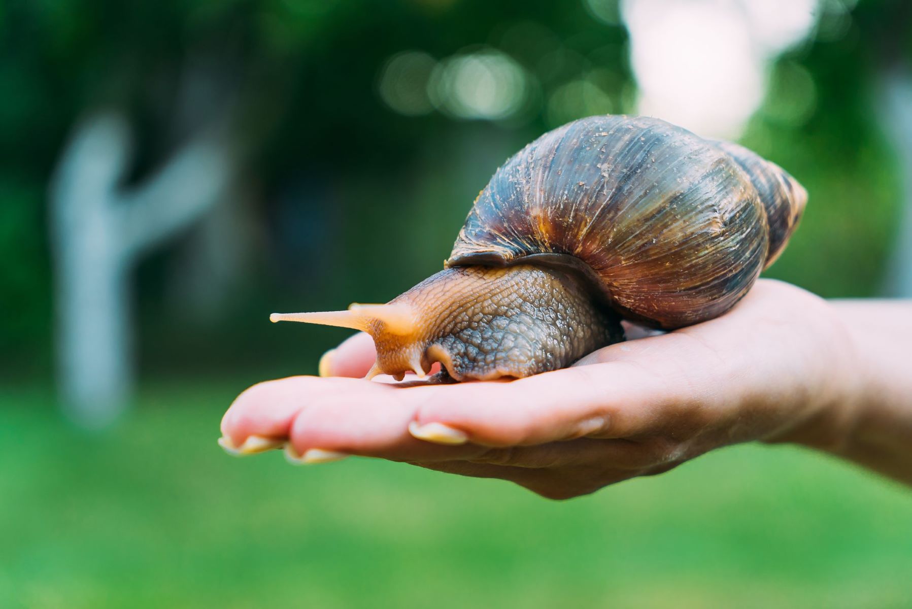 Snail Bites: The Shocking Truth Revealed!