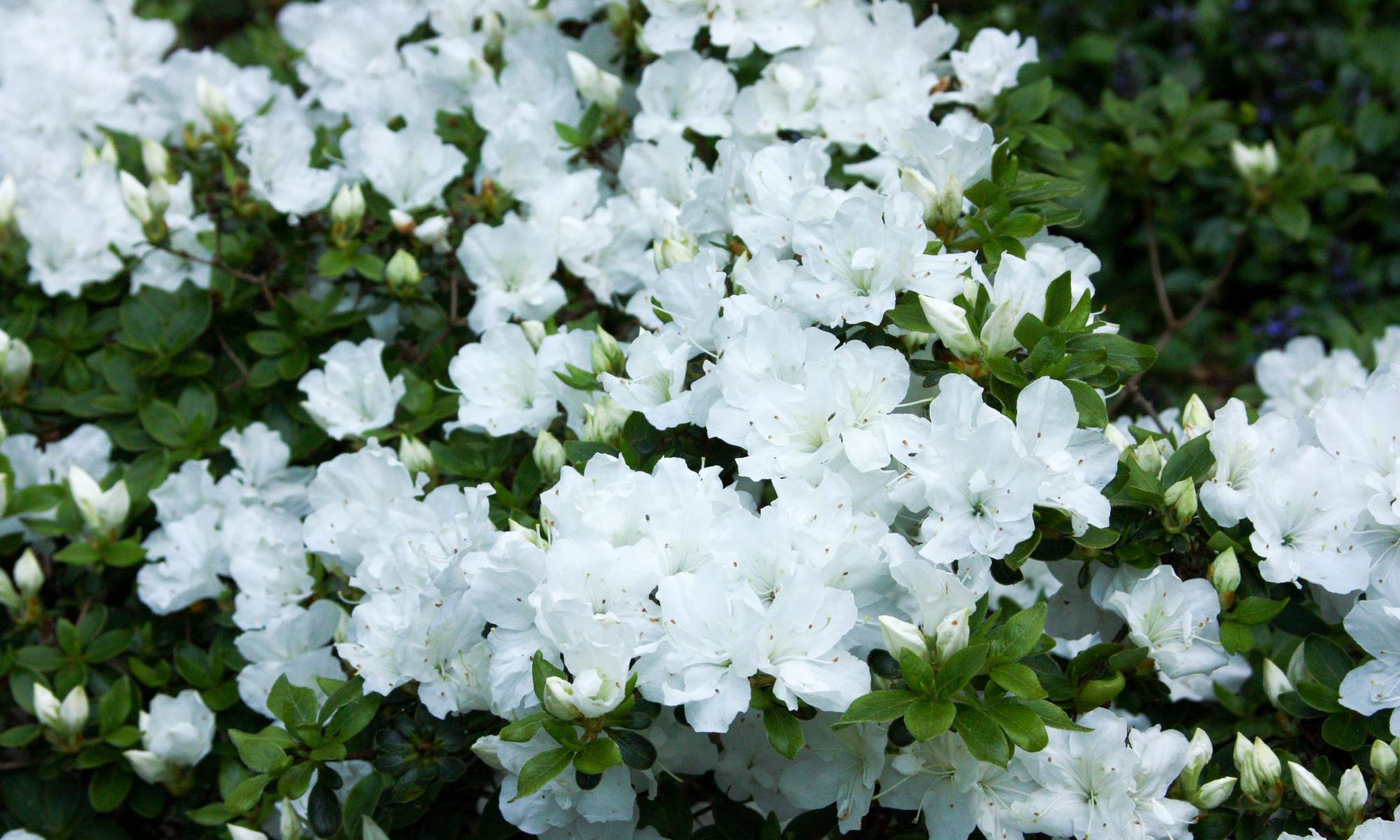 The Appeal Of Azaleas And Rhododendrons: Exploring Their Short But Spectacular Blooming Period