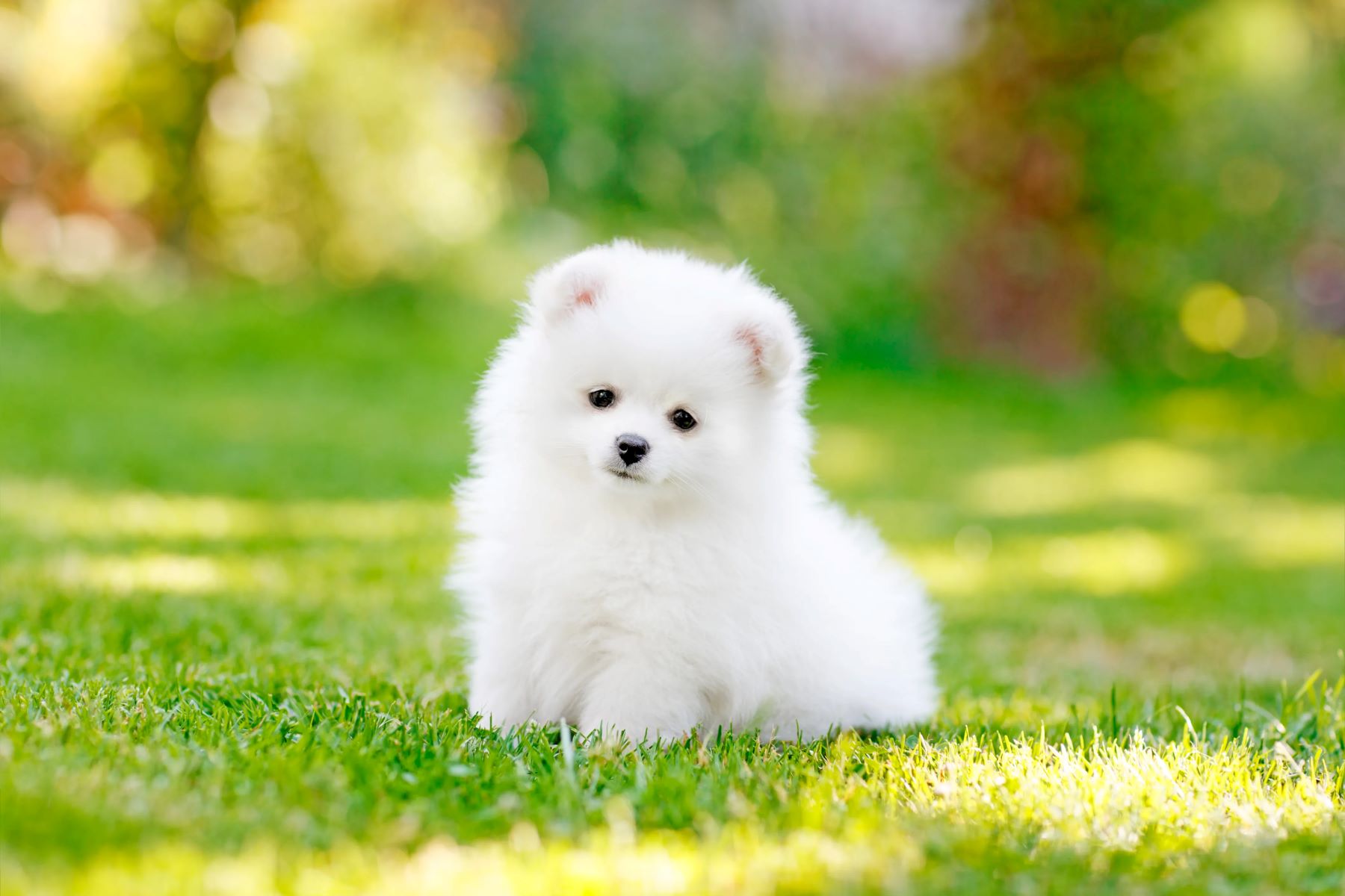 The Astonishing Price Of A White Teacup Pomeranian Revealed!