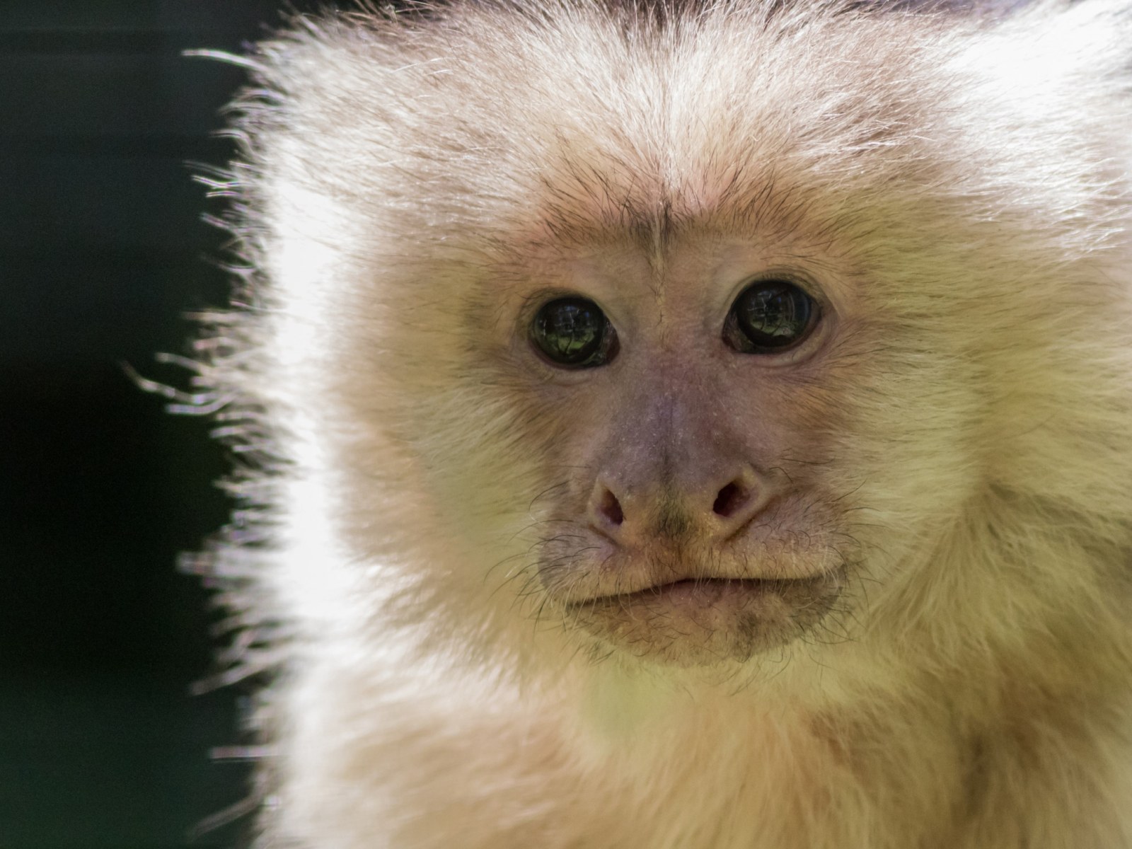 The Monkey Profile Picture Trend On TikTok: What You Need To Know!