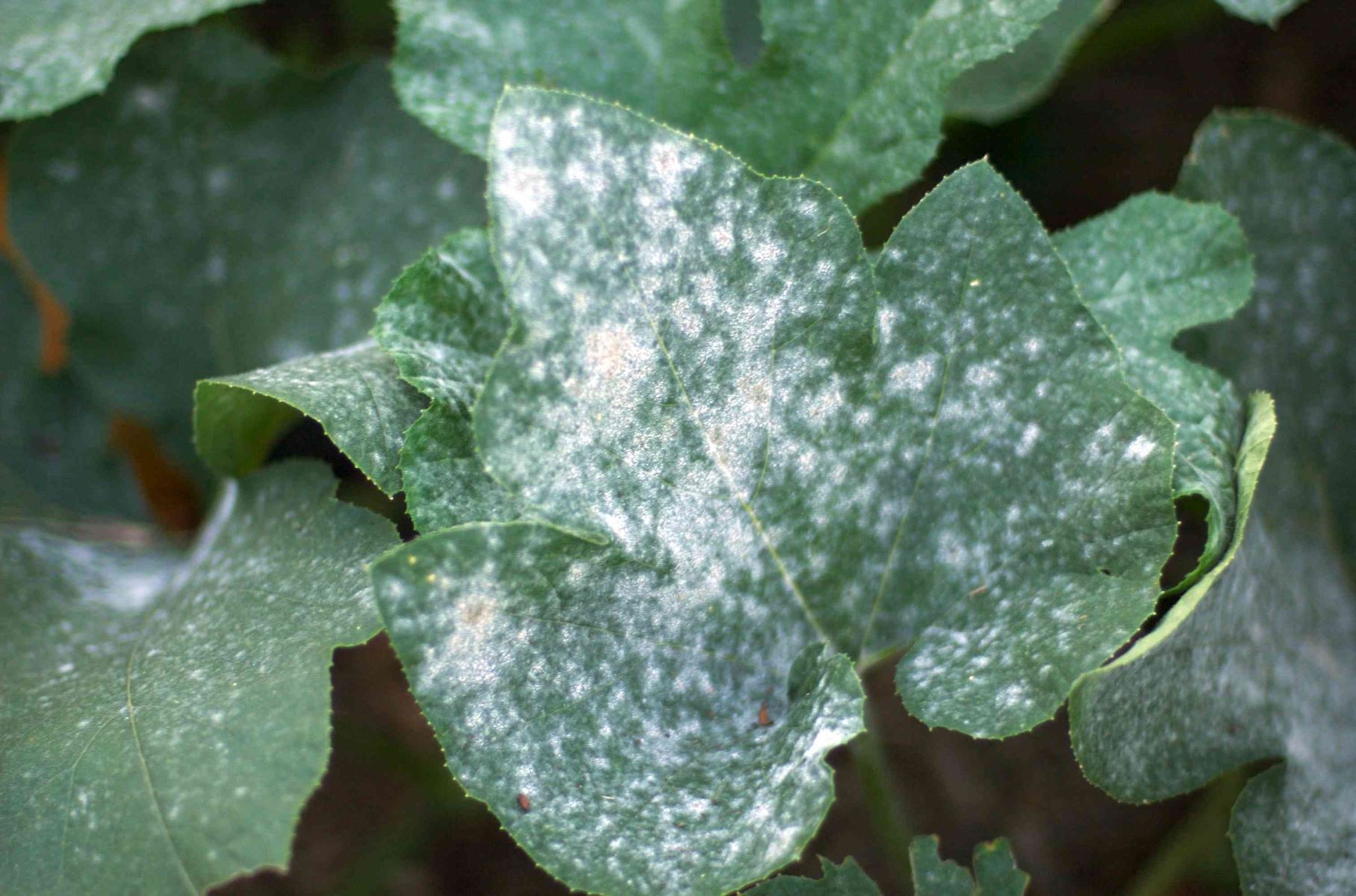 The Shocking Truth: How Powdery Mildew On Plants Can Harm You!