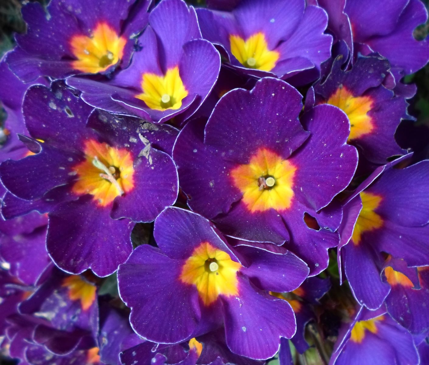 The Stunning Yellow And Purple Flower You Need To See!