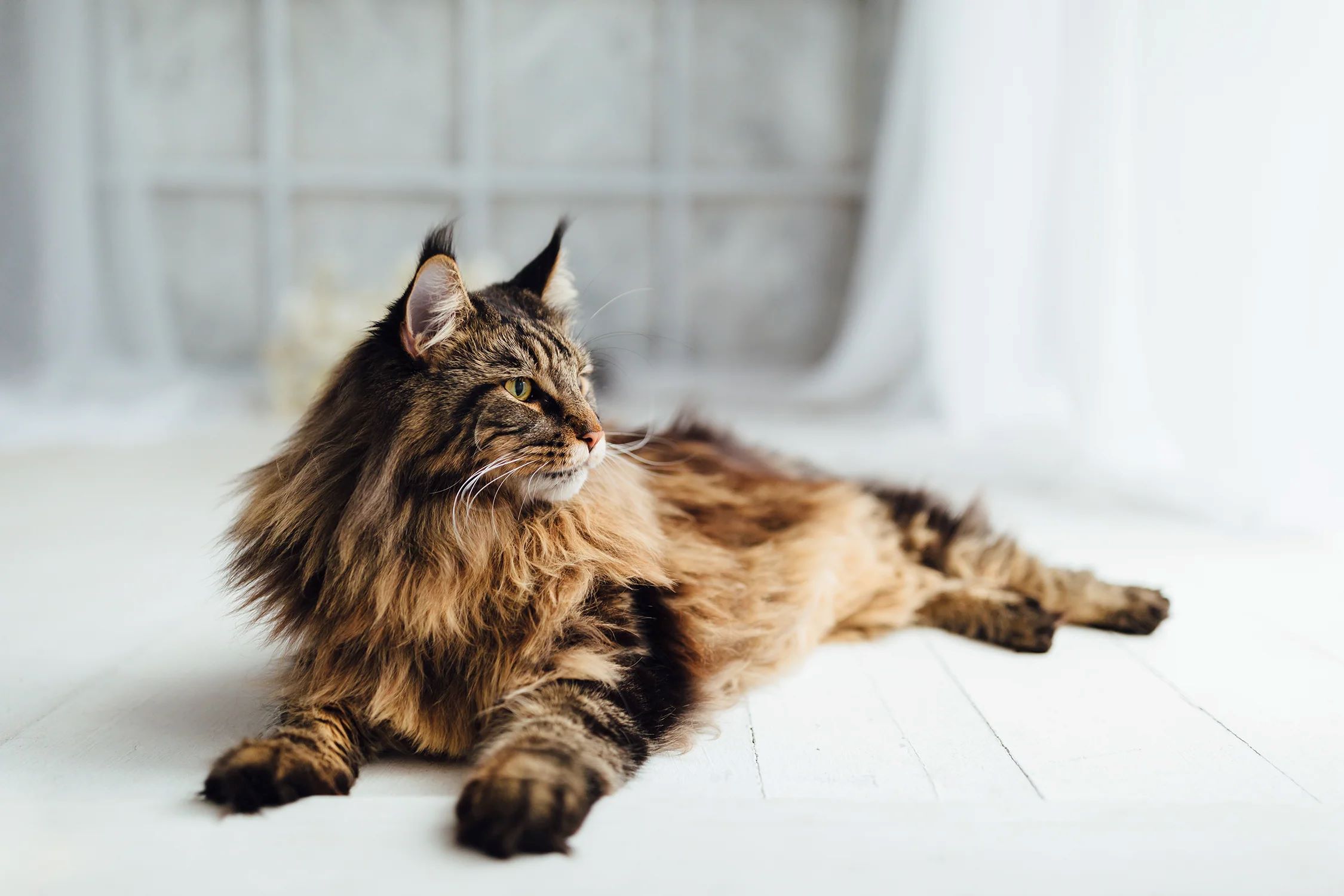 The Surprising Cost Of Owning A Maine Coon Cat In The USA