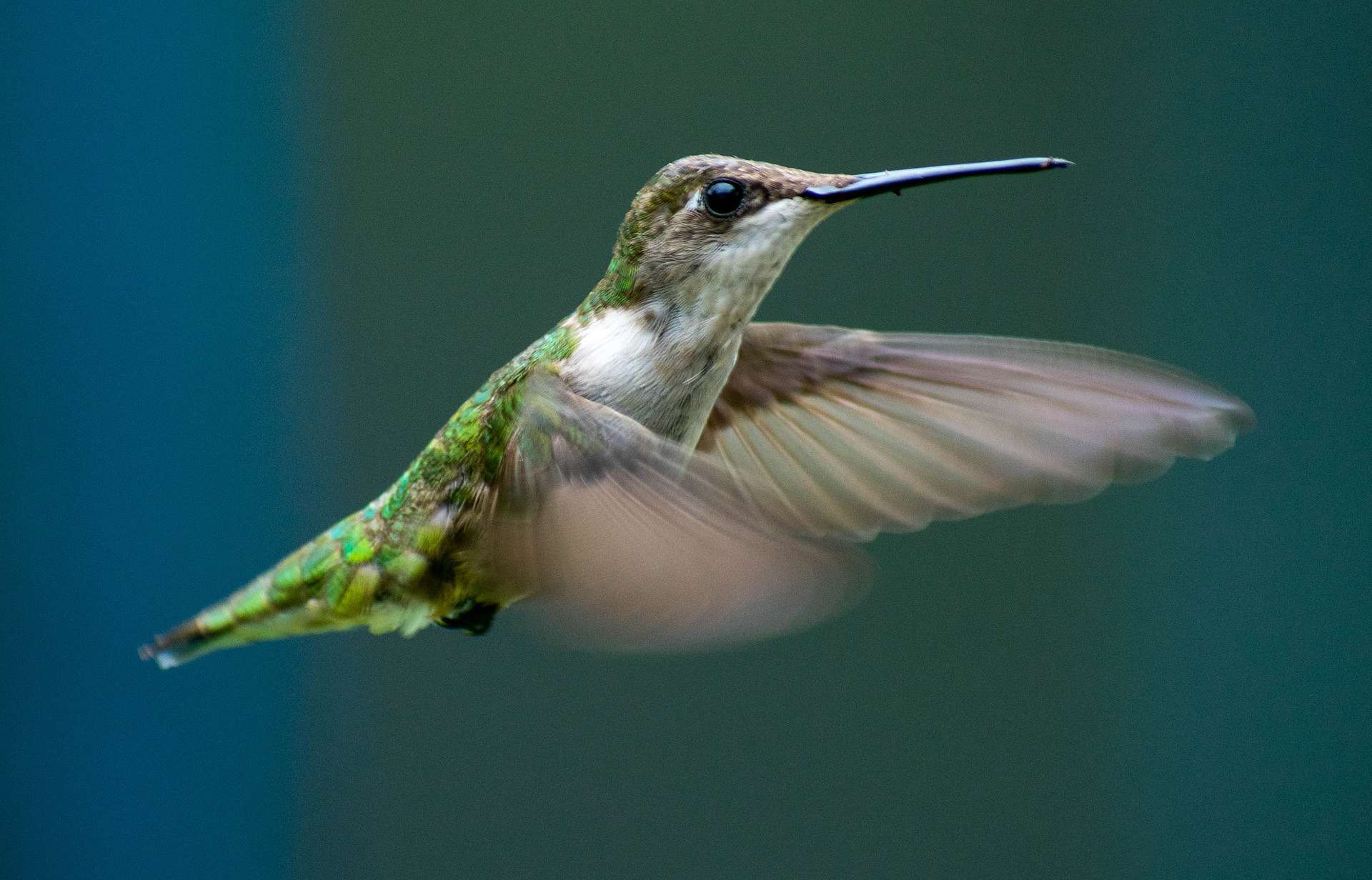The Surprising Meaning Behind A Daily Visit From A Curious Hummingbird