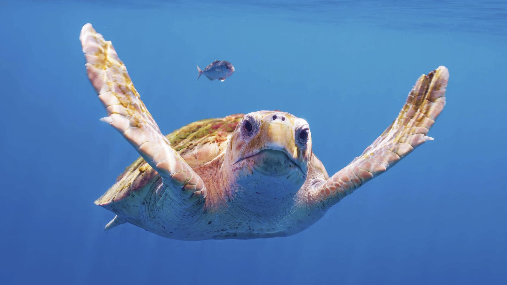 The Surprising Meaning Behind Recent Turtle Dreams - You Won't Believe What It Reveals!