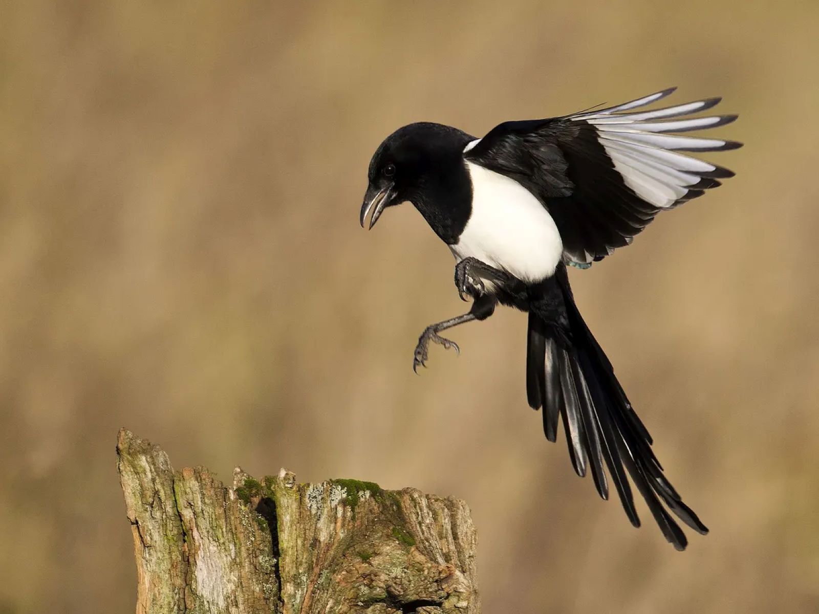The Surprising Spiritual Meaning Behind Unexpected Magpie Sightings