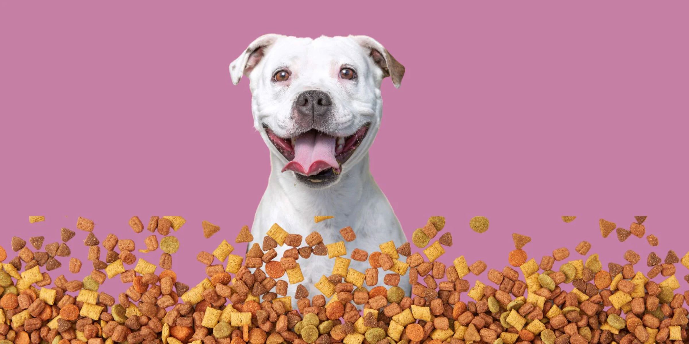 The Surprising Truth About Feeding Pit Bulls Regular Dog Food