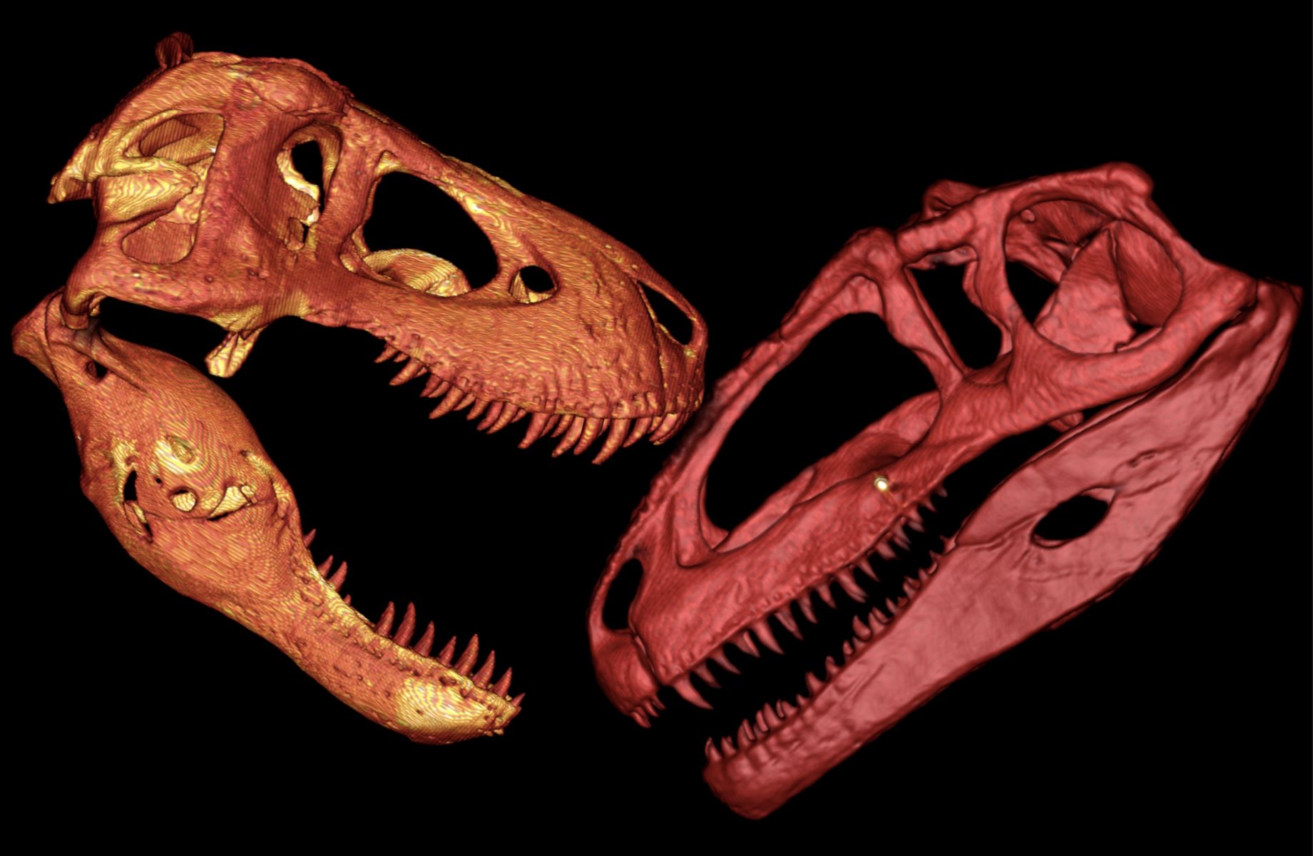 The Ultimate Battle: T-Rex Vs Giganotosaurus – Who Will Reign Supreme?