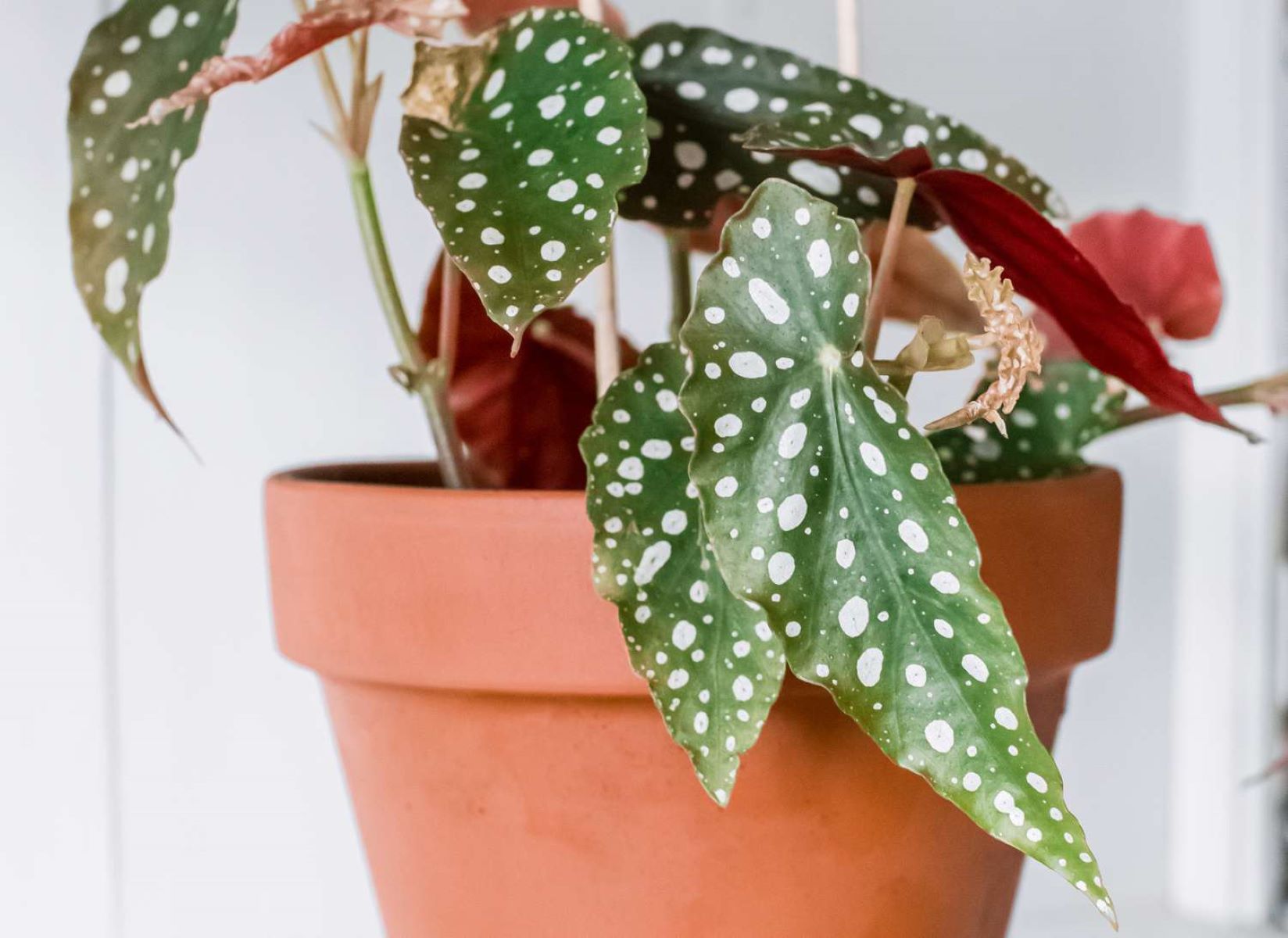 The Ultimate Guide To Caring For Your Angel Wing Begonia Plant - Unleash Its Full Potential!