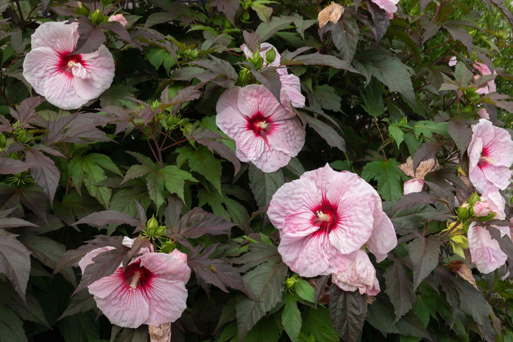 The Ultimate Guide To Growing Hardy Hibiscus In NYC: Watering, Fertilizing, And Pruning Tips Revealed!