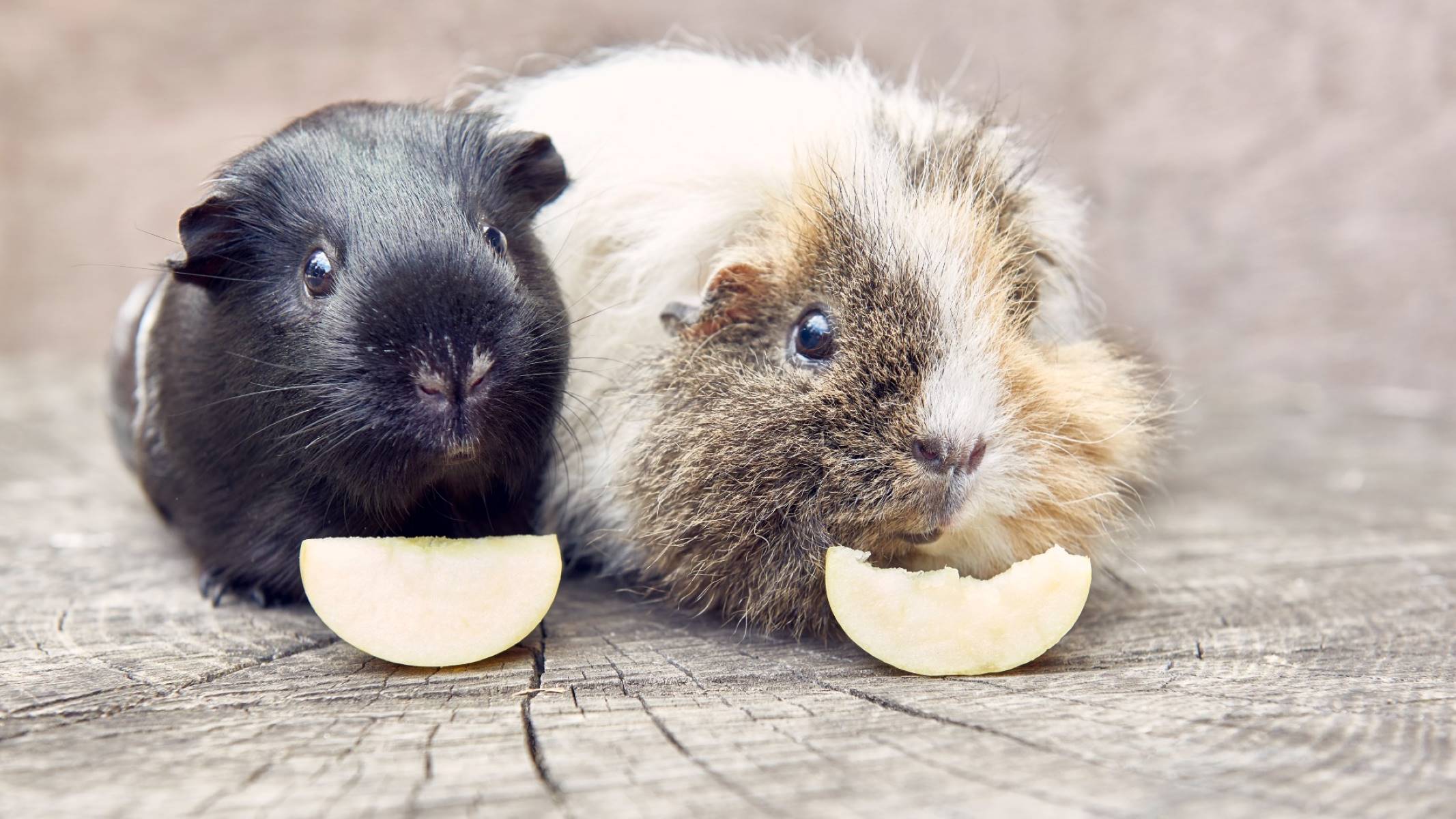 The Ultimate Guide To What Fruits Guinea Pigs Can Eat!