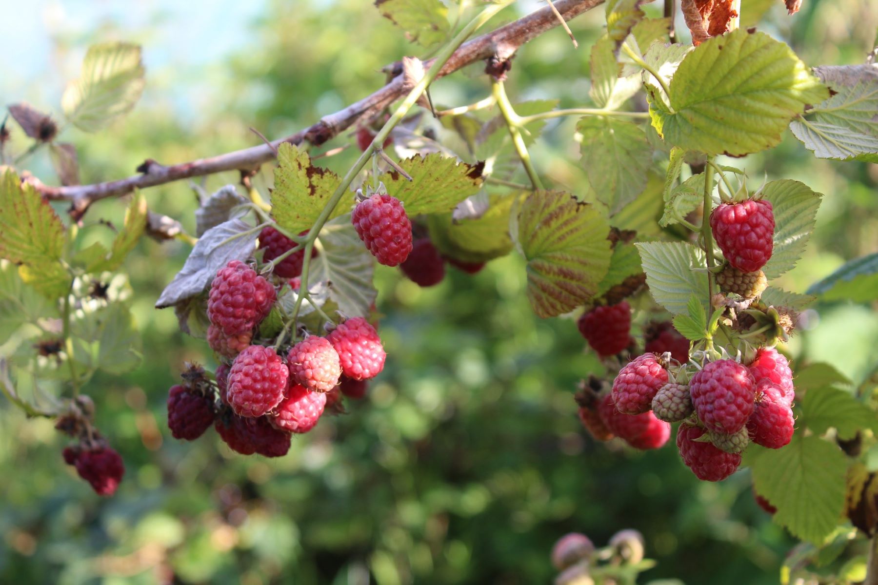 The Ultimate Organic Fertilizer For Thriving Raspberry Plants!