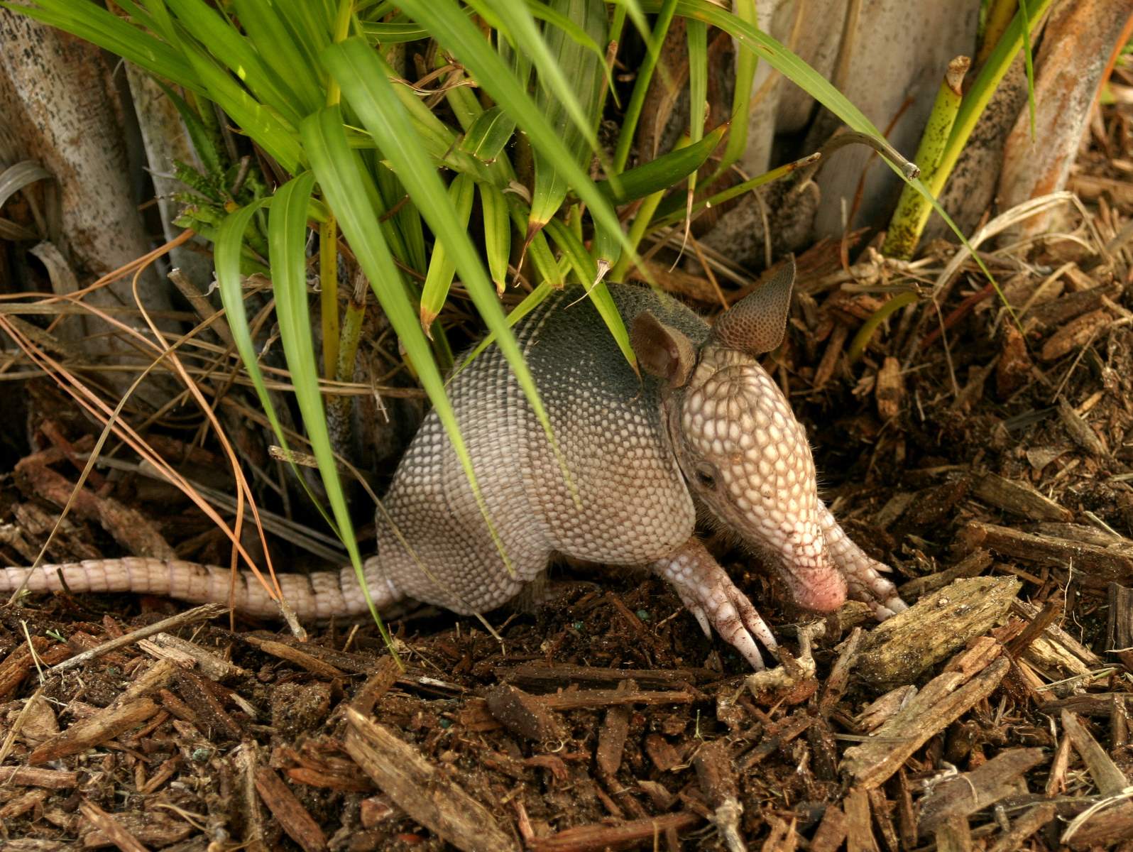 The Unbelievable Experience Of Owning An Armadillo As A Pet!