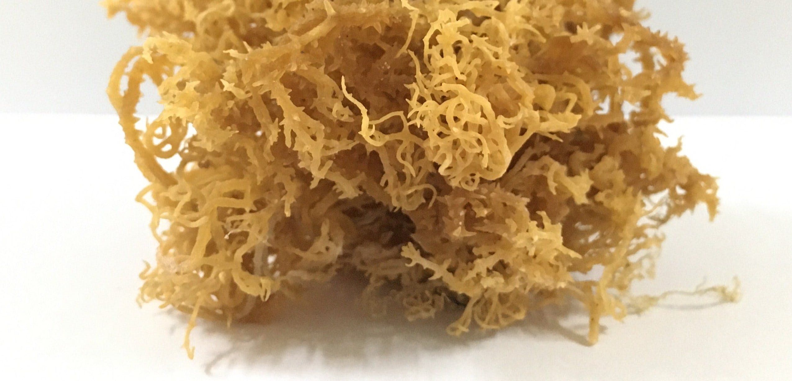 Top Sea Moss Brands You Need To Try