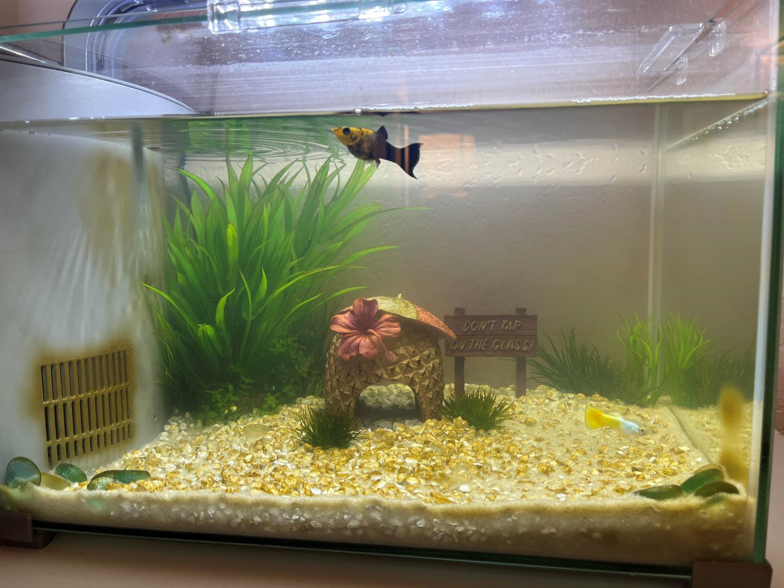 Unbelievable! You Won't Believe What This Person Has In Their Home Aquarium!