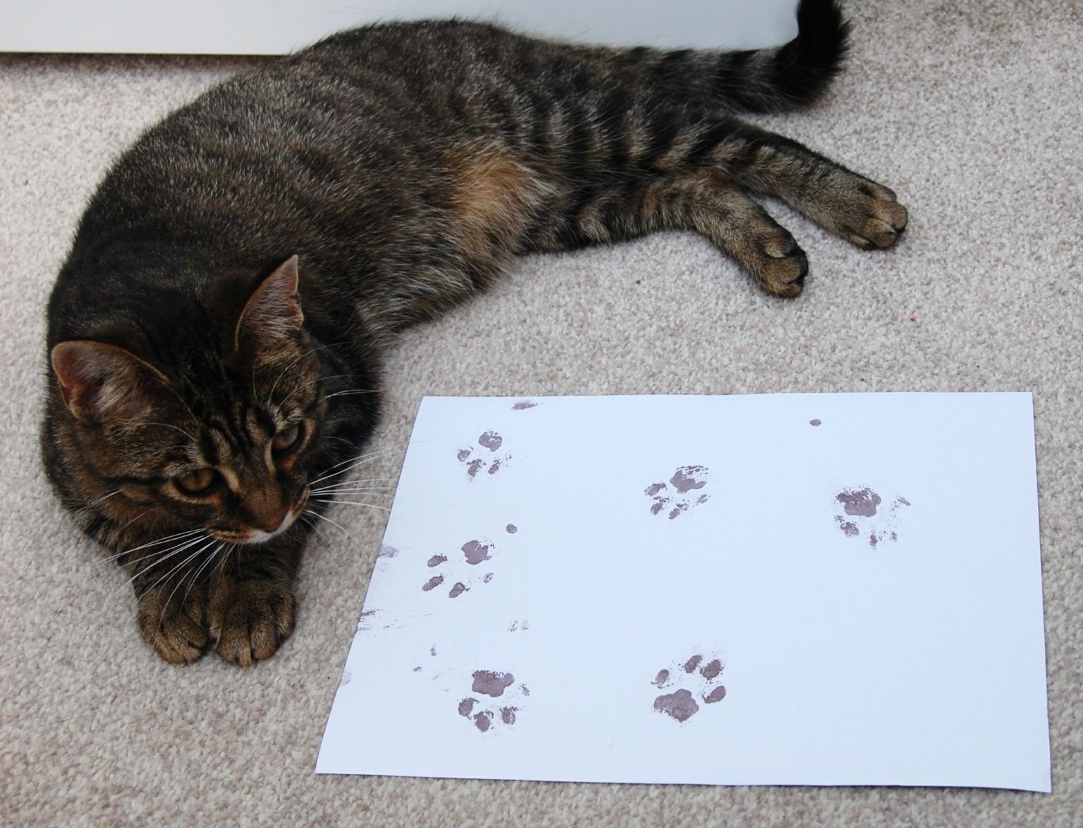 How To Draw A Paw Print