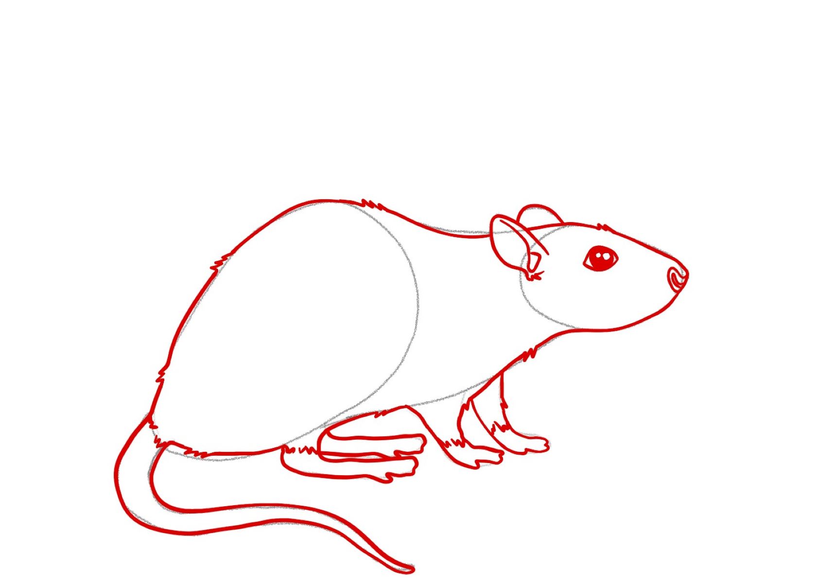 How To Draw A Rat