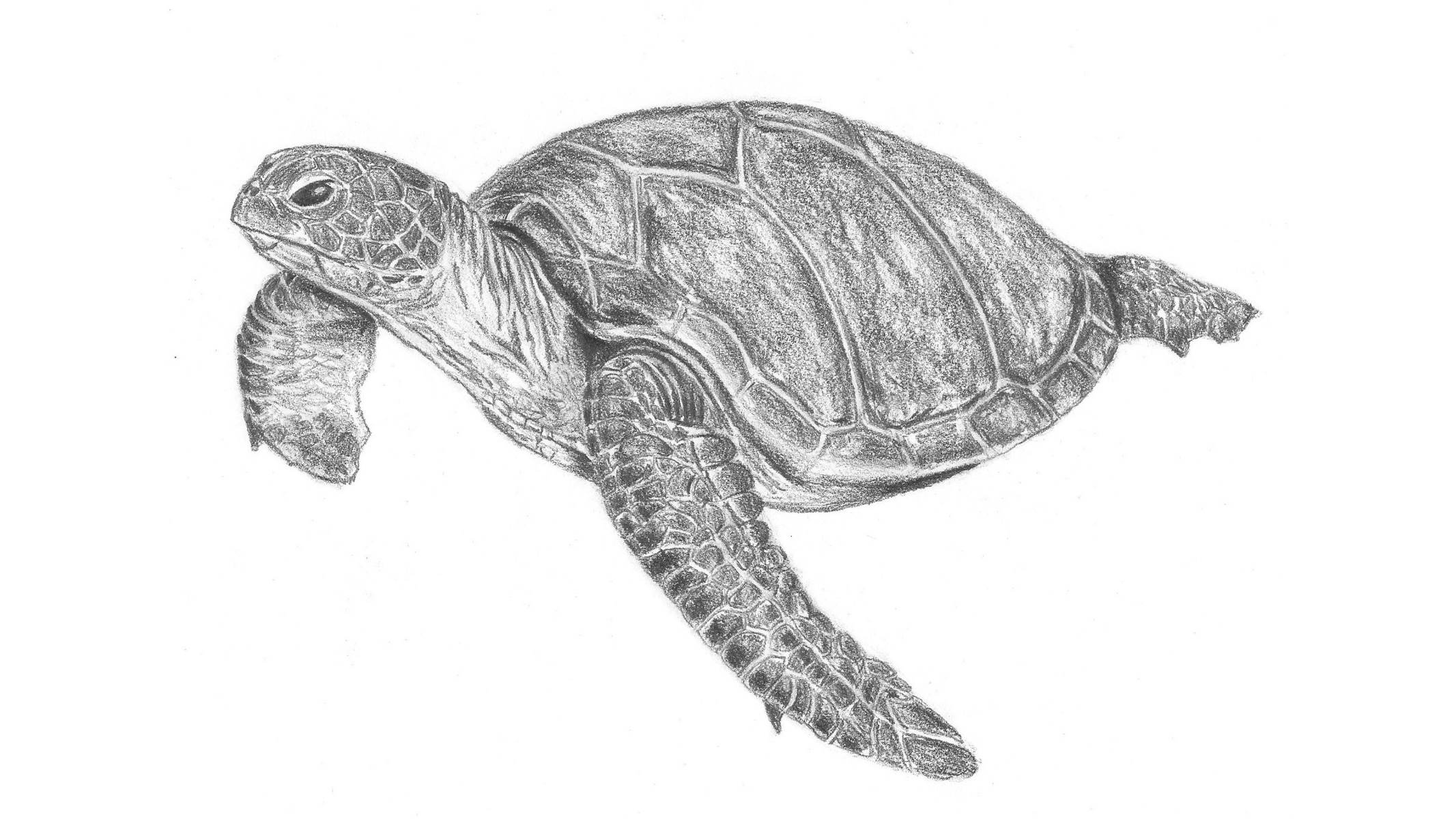 How To Draw A Turtle